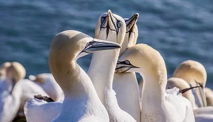 会受处罚吗？部分成都球迷赛后再现不当行为，投掷水瓶+看台斗殴